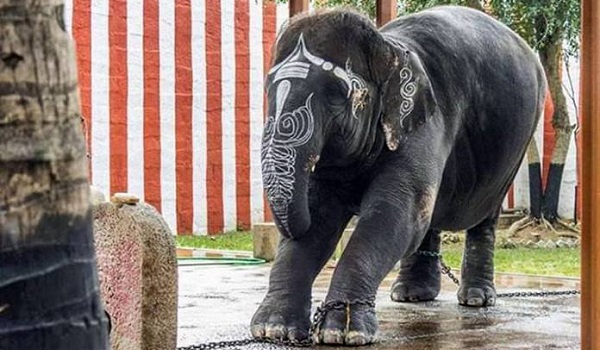 Elephant in ilanji Murugan Temple in Tirunelveli