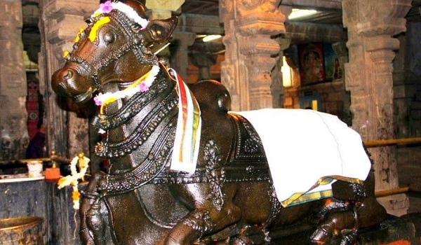 Sivasailam temple in Tirunelveli - The massive structure of the Nandhi inside the temple complex. It is decked with garlands around its head and neck and is covered with a silk dhoti and angavastram. 
