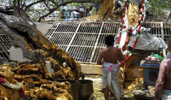 The sacred urangaapuli maram with a priest performing rituals for it.