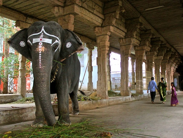 A majestic temple elephant wearing sacred ash is seen standing in the Nellaiappar temple premises with grass strewn across its feet