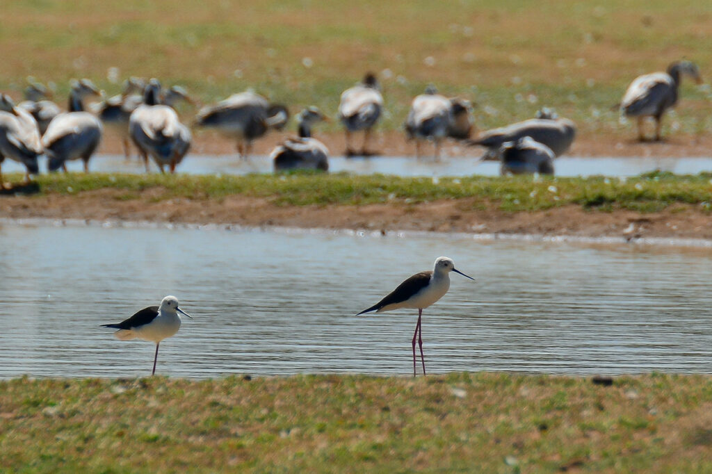 Birds wading into the water in koothankulam bird sanctuary.