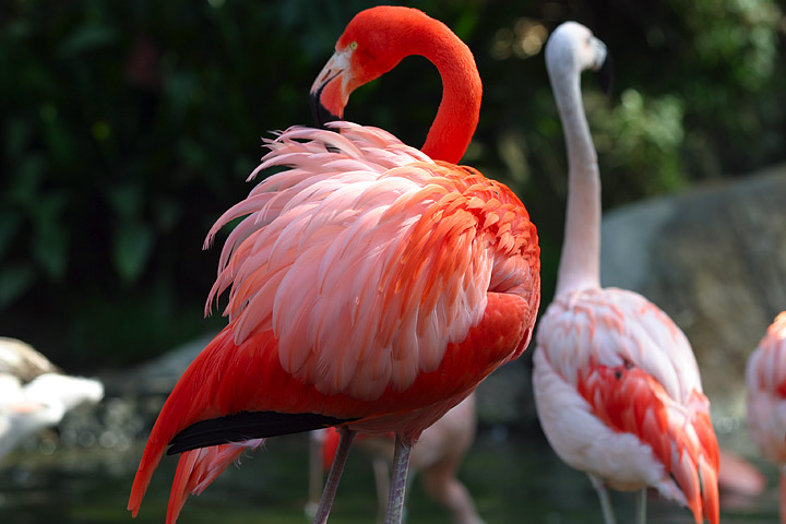Flamingos at koothankulam bird sanctuary.