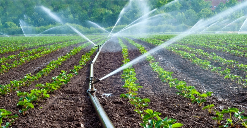 watering crops through irrigation process