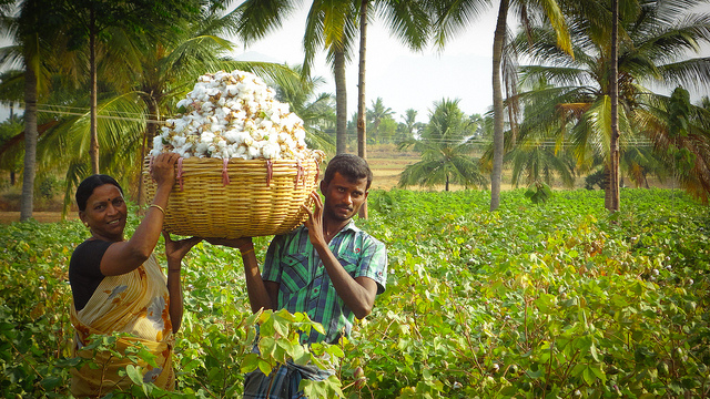 Crops carried by a woman and a man in the fields of tirunelveli.