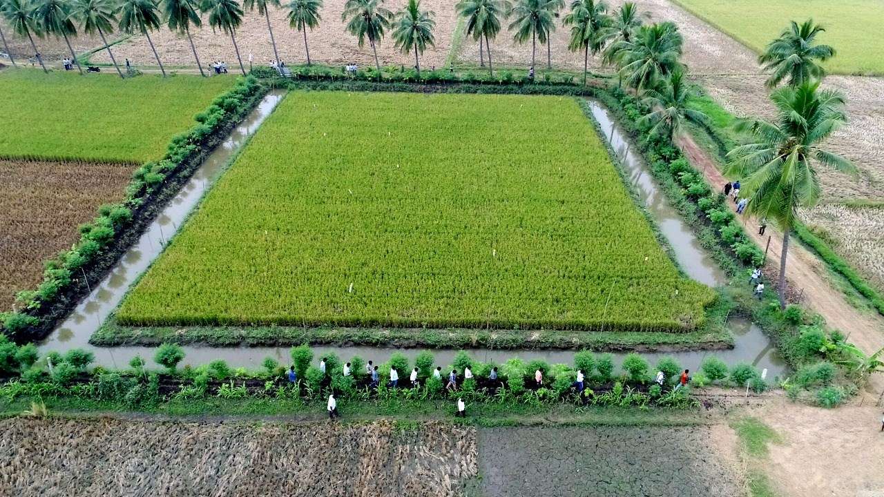 Organic farming in a square shaped agriculture plot.