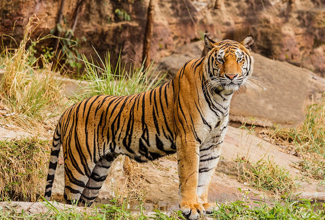 A majestic adult tiger standing amidst the rocks in Kalakkad Mundanthurai Reserve.
