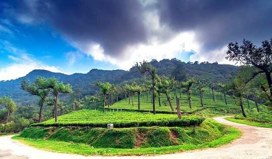 Lush green tea estates in Manjolai with an overcast sky and the majestic mountains of the Western Ghats in the background.