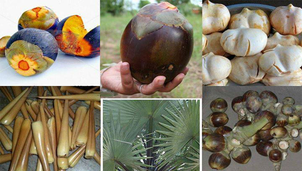 Various palm products like ice apple, palm sprouts (panam kilangu), palm leaves, etc.