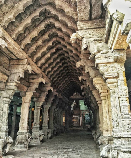 A hallway of nellaiyappar temple with lots of stone pillars assembled one after the other consecutively.