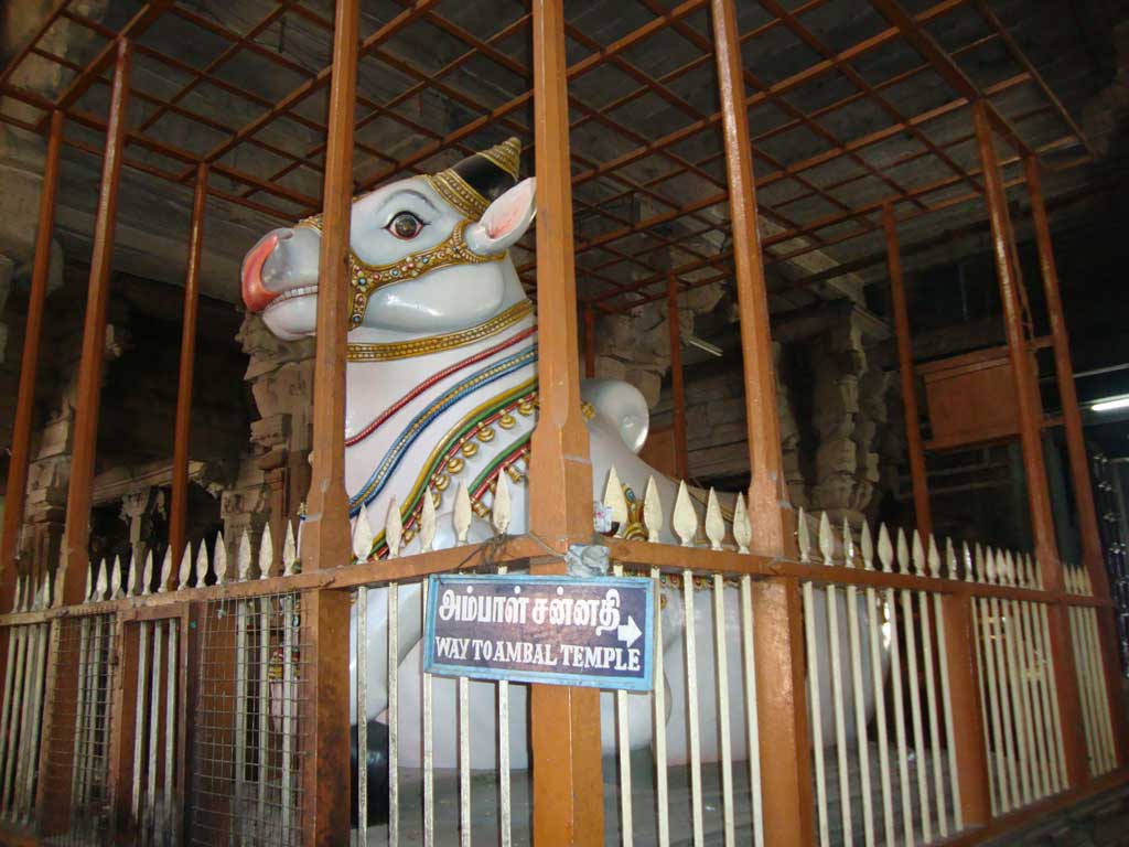 A colourful huge nandi caged within a proper fencing.