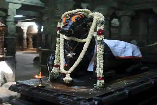A big black nandhi statue decked with dhoti and garland.